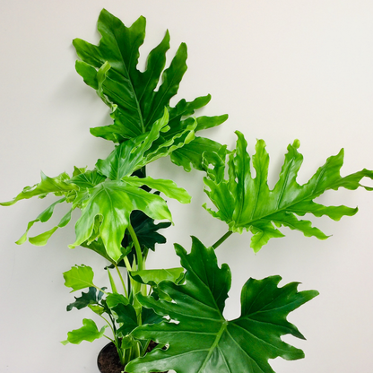 Philodendron Hope