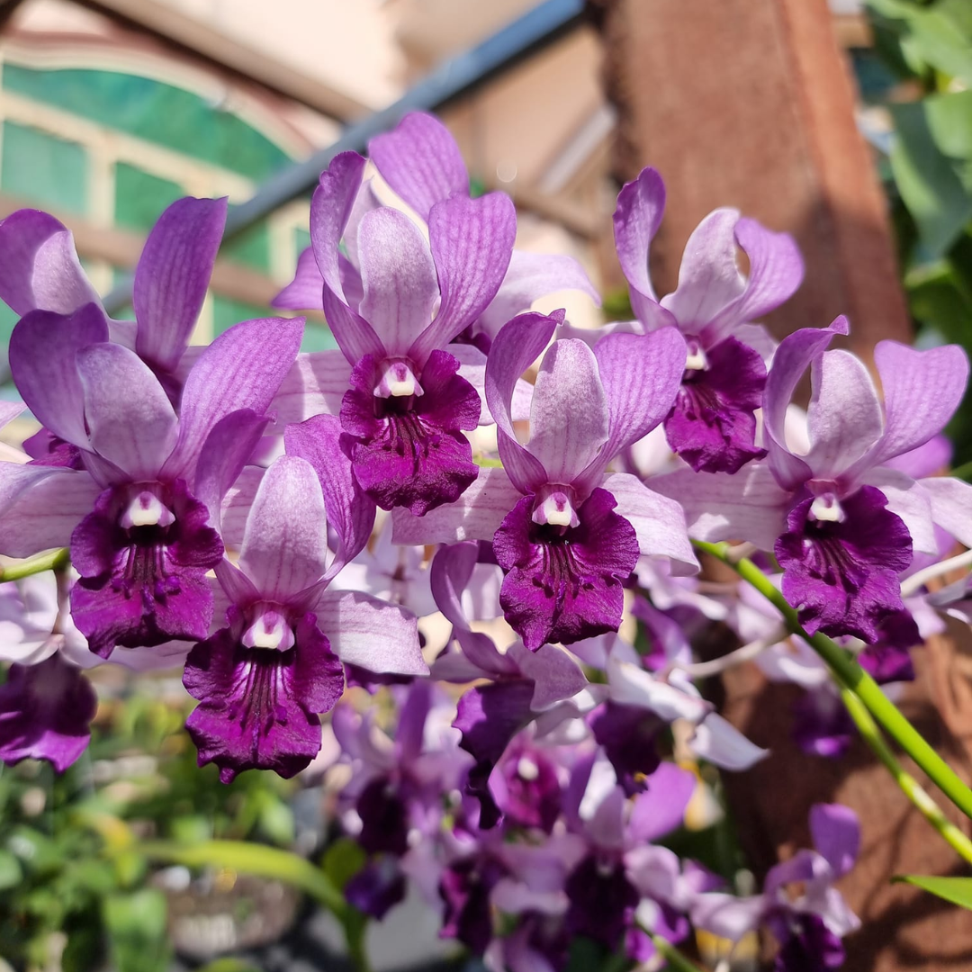 Dendrobium Serene Chang Blue (Blooming Size)