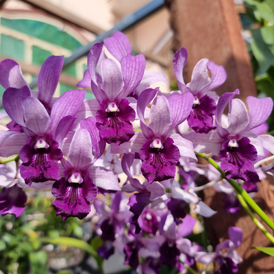 Dendrobium Serene Chang Blue (Blooming Size)