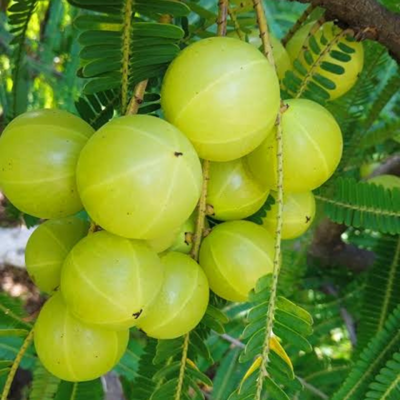 Green Amla Grafted Tree