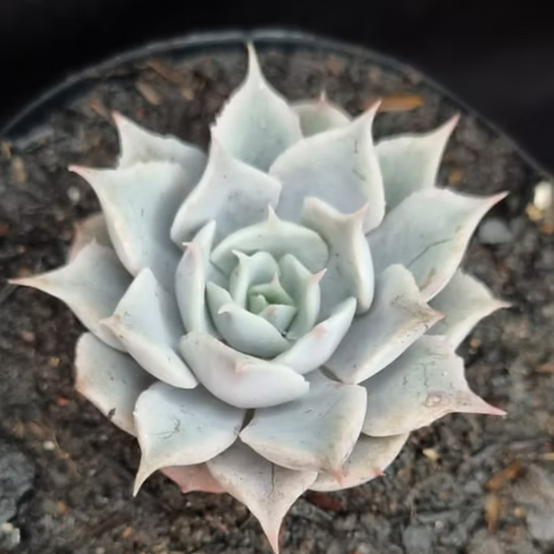 Echeveria Madiba X Lola (Bare Rooted)