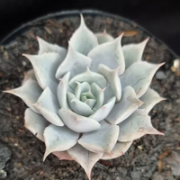 Echeveria Madiba X Lola (Bare Rooted)