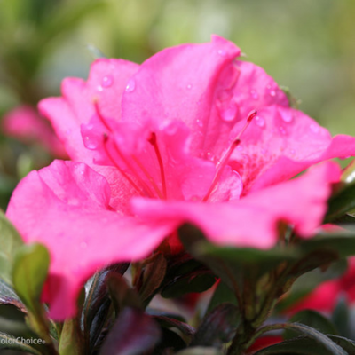 Azalea Hot Pink