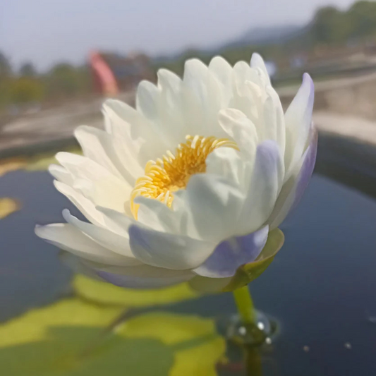 Mermaid Australian Waterlily
