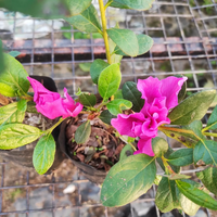 Azalea Shanghai Baby (Double Flower) Plant