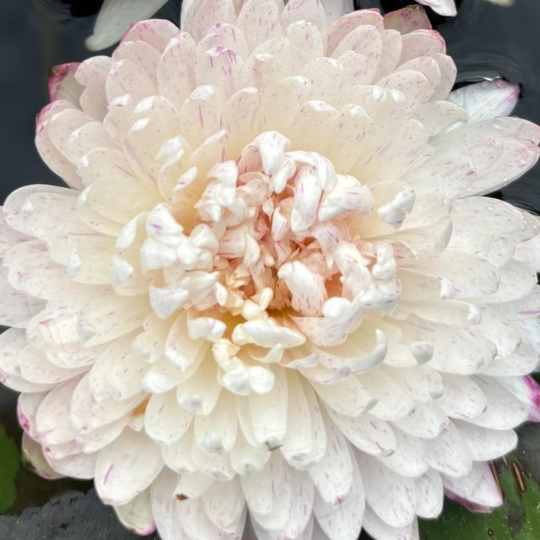 Ineffieble Tropical Waterlily