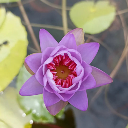 Pink Lady Australian Waterlily