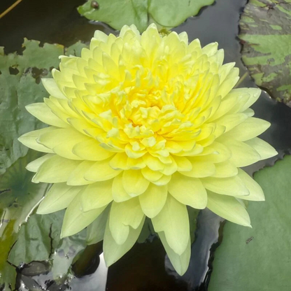 Poovadol Tropical Waterlily
