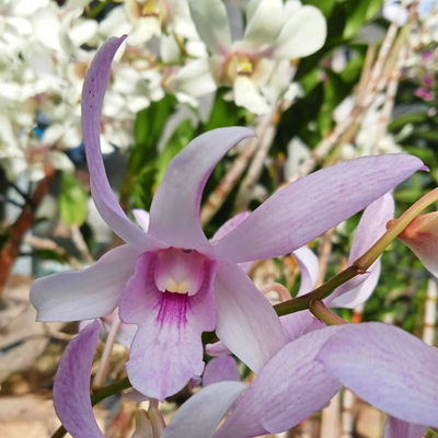 Dendrobium Chanel (Blooming Size)