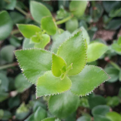 Crassula Sarmentosa Non-Variegated
