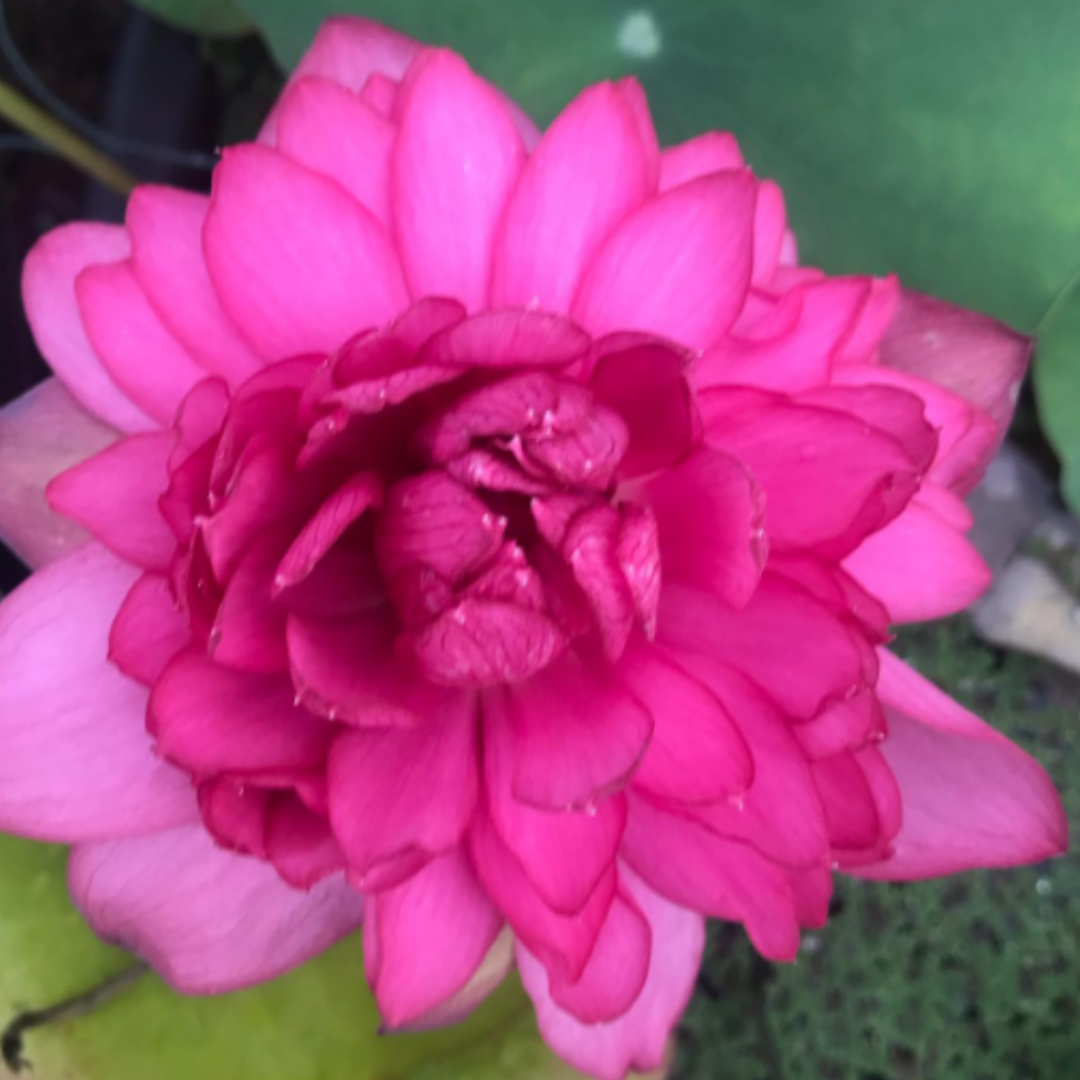 Namo Lotus Tuber