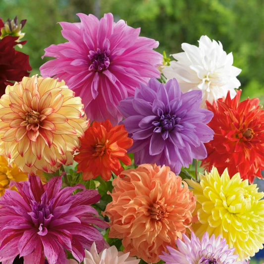 Dahlia Lily Bulbs (Mix Colours)