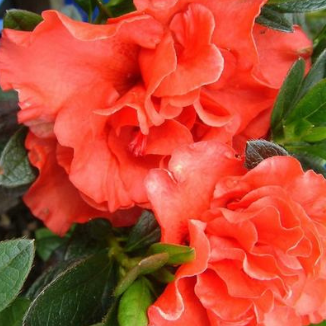 Azalea Southern Aurora