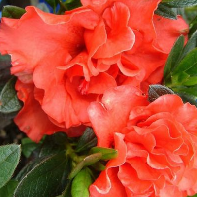Azalea Southern Aurora