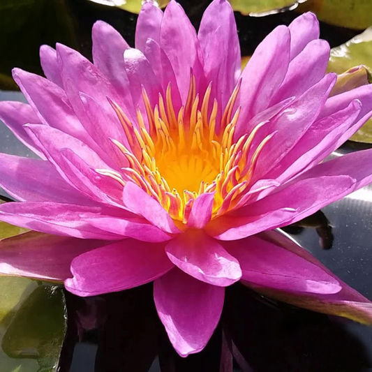 Violicious Hardy Waterlily