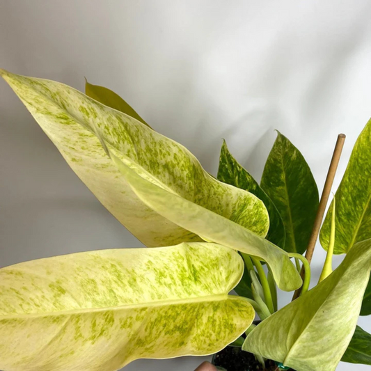 Philodendron Calkins Gold