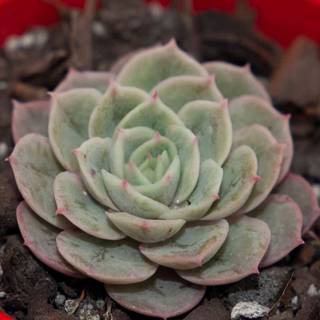 Echeveria Onslow