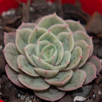 Echeveria Onslow