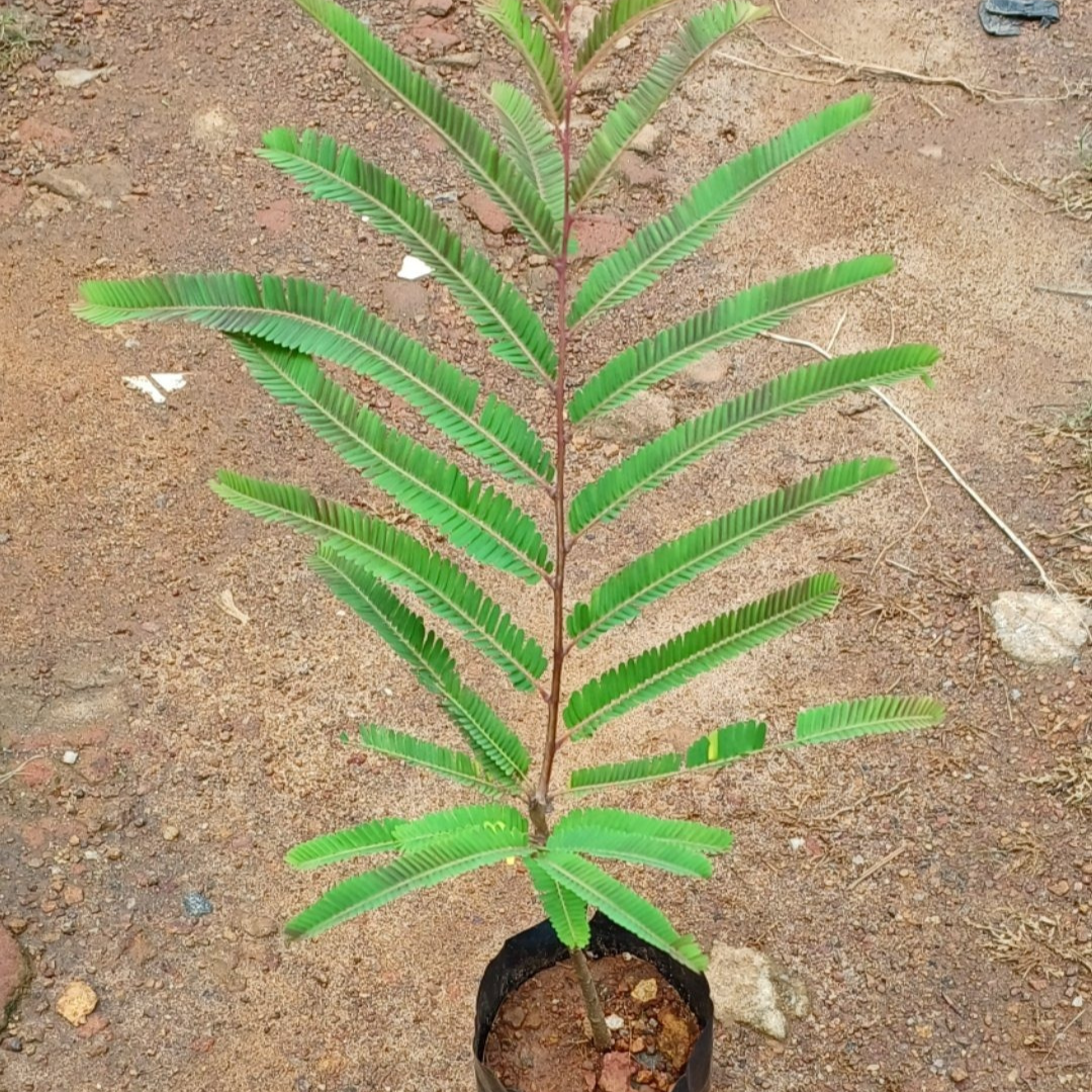 Red Amla Grafted Tree
