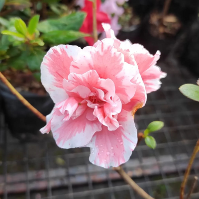Azalea Lady Love