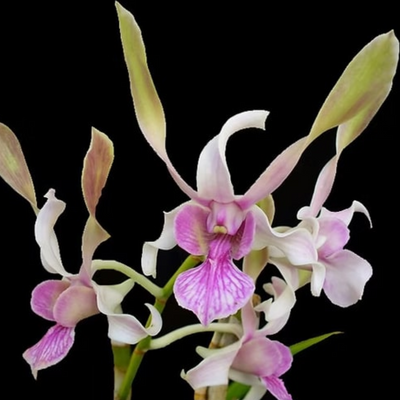 Dendrobium Rabbit Pink (Blooming Size)