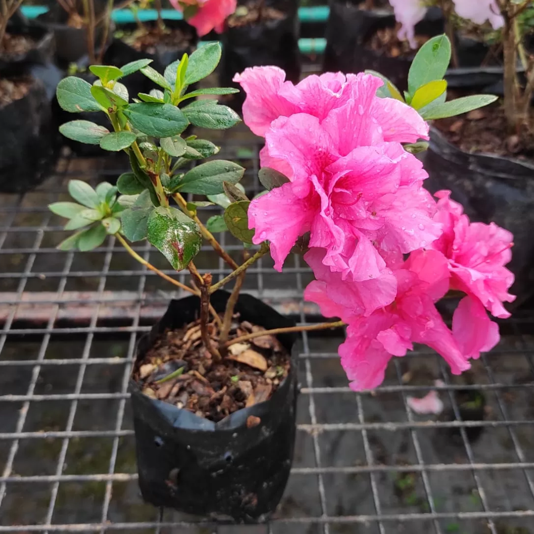 Azalea Belgian Pink (Double Flower) Plant