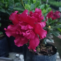 Azalea Baby Shanghai X Ruffles Plant