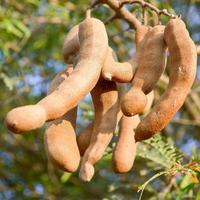 Sweet Imli Grafted Tree