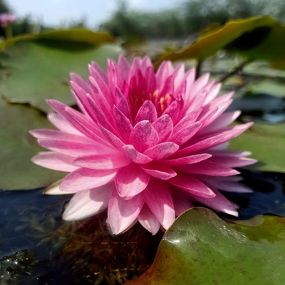 Mahasambot Tropical Hardy Waterlily