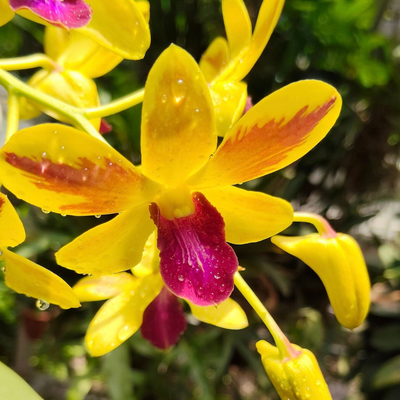 Dendrobium Give By God (Blooming Size)