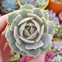 Echeveria Lola (Bare Roooted)