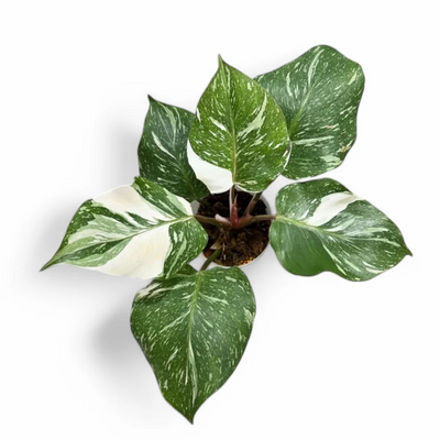 Philodendron White Knight Marble