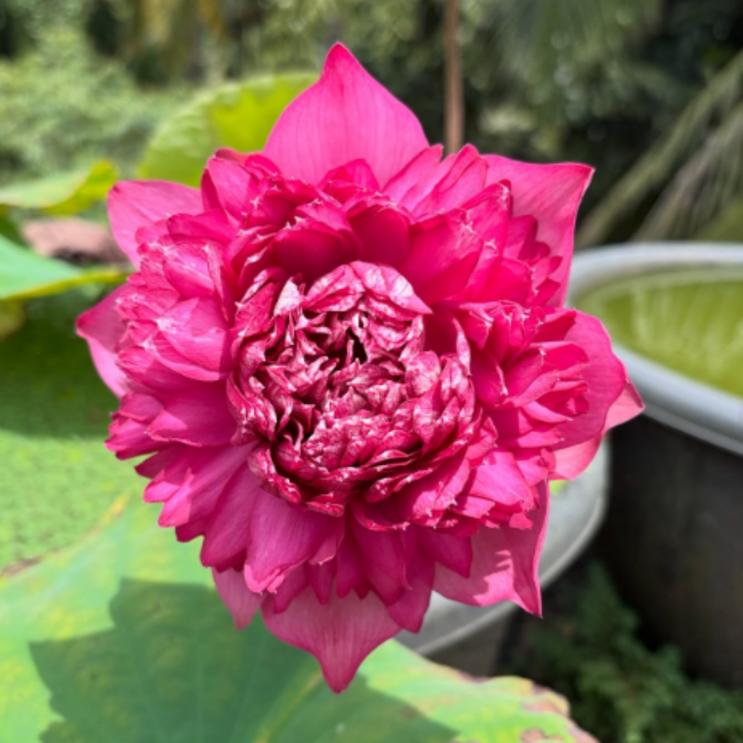 Lakshmi Lotus Tuber