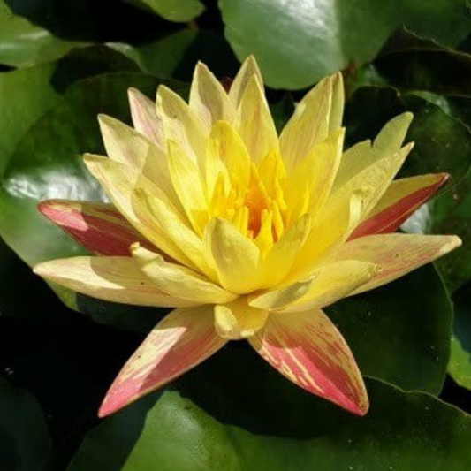 Paranee Hardy Waterlily