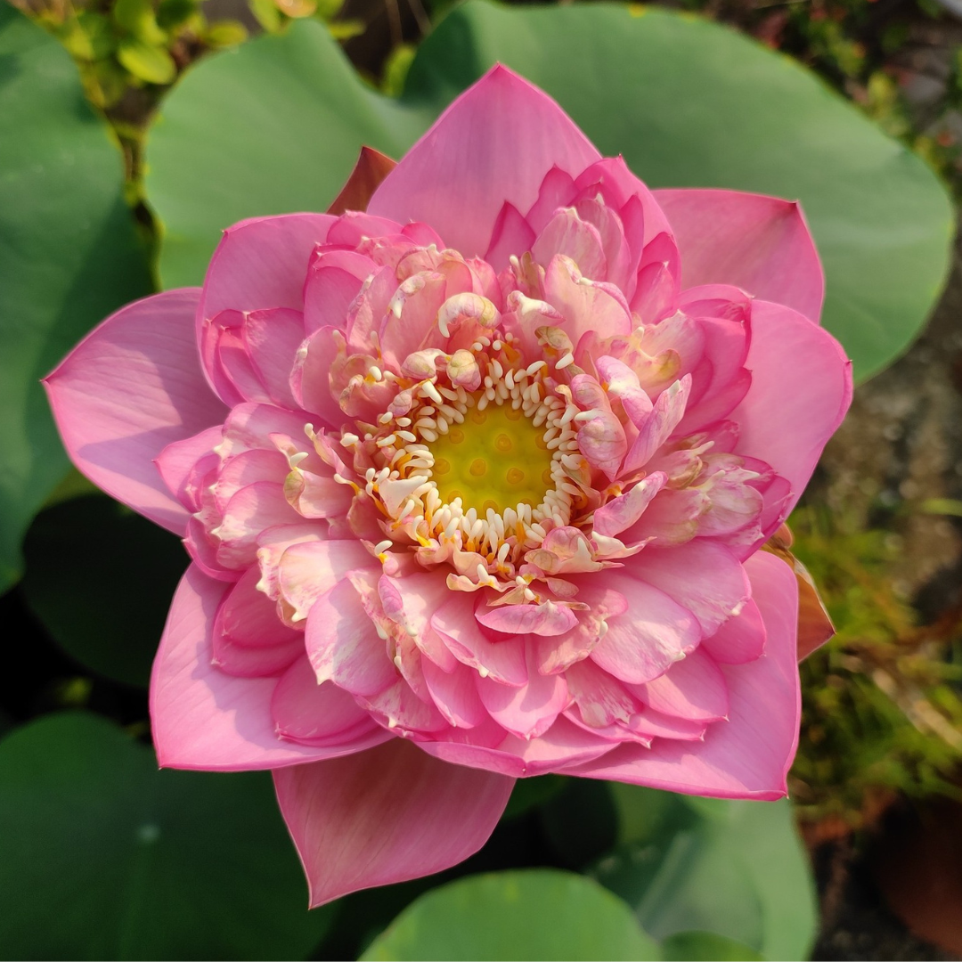 Q133 Lotus Tuber