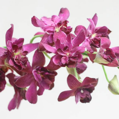 Dendrobium Rose Betty Red (Blooming Size)