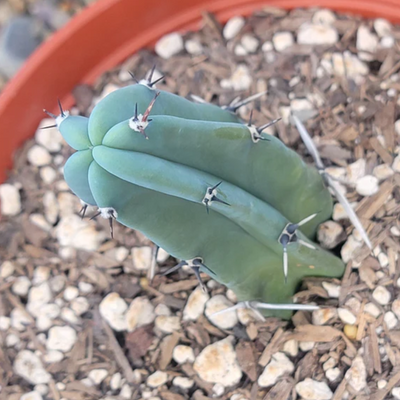 Myrtillocactus Geometrizans (Blue Candle Cactus) Small