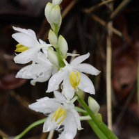 Safed Musli Bulbs