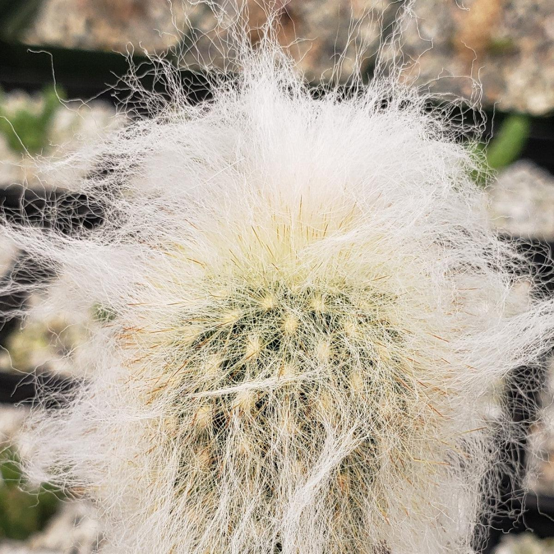 Peruvian Old Man Cactus (Bare Rooted)