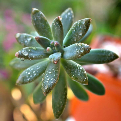 Pachyphytum Hookerii (Bare Rooted)