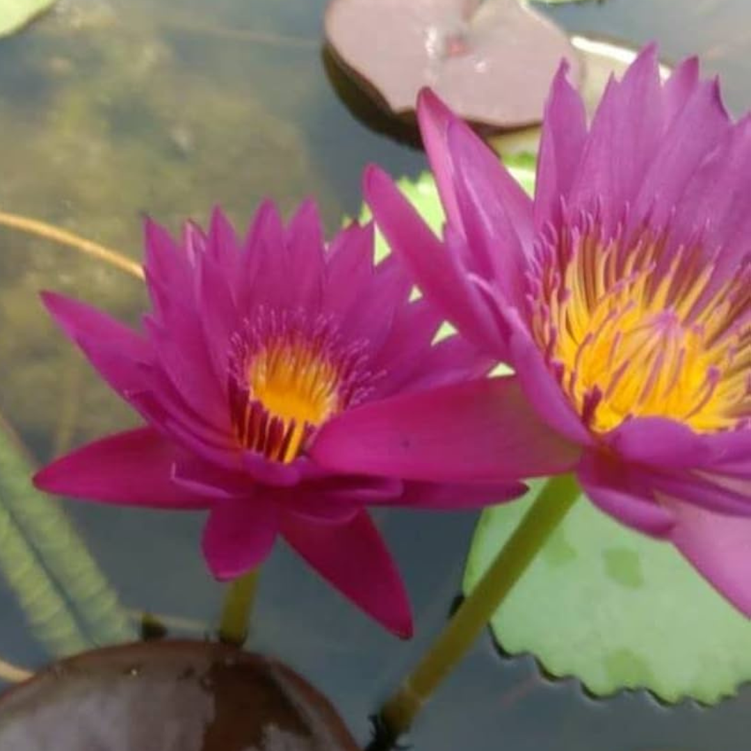 Jackwood Tropical Waterlily