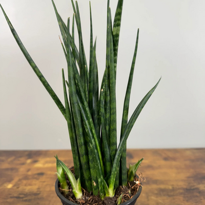 Sansevieria Fernwood (Potted)
