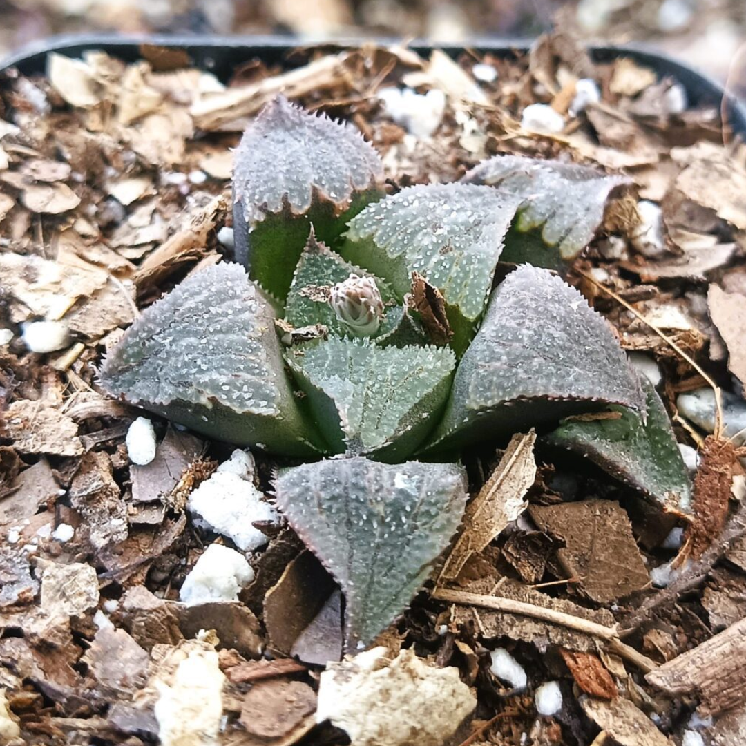 Haworthia Black Lady Hybrid (Bare Rooted)