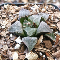 Haworthia Black Lady Hybrid (Bare Rooted)