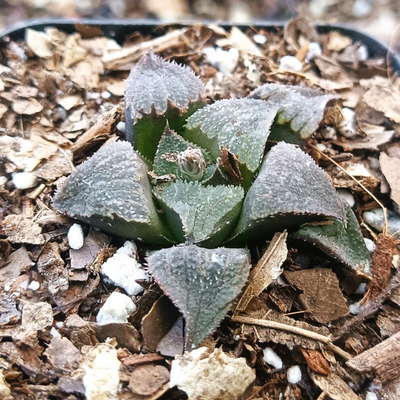 Haworthia Black Lady Hybrid (Bare Rooted)