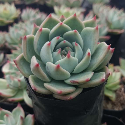 Echeveria Blue Bird (Bare Rooted)