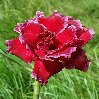 Adenium Rosy - Crimson Ruffle Bare Rooted Plant (Grafted)