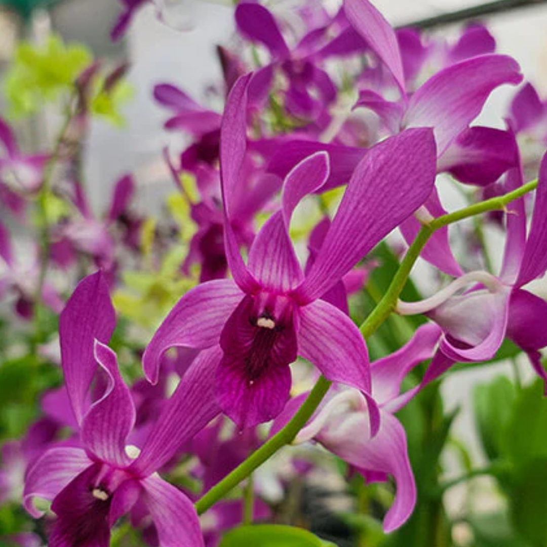 Dendrobium Indonesian Raya Red (Blooming Size)