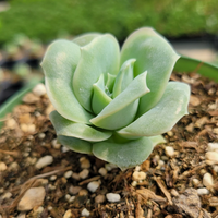 Echeveria Lovely Rose (Bare Rooted)