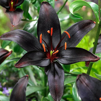Black Asiatic Lily - Flower Bulbs (Rare)